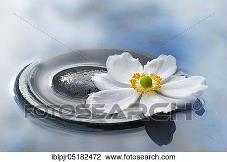 Autumn anemone in a bowl with water, Japanese anemone (Anemone japonica) View Large Photo Image Stock Image - Autumn anemone in a bowl with water, Japanese anemone (Anemone japonica). Fotosearch