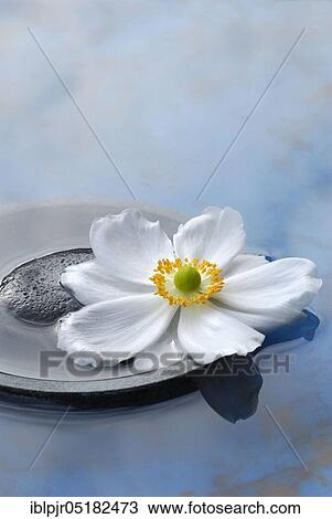 Autumn anemone in a bowl with water, Japanese anemone (Anemone japonica) View Large Photo Image Stock Image - Autumn anemone in a bowl with water, Japanese anemone (Anemone japonica). Fotosearch