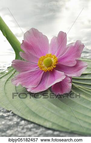Autumn anemone on leaf, Japanese anemone (Anemone japonica) View Large Photo Image Stock Photo - Autumn anemone on leaf, Japanese anemone (Anemone japonica). Fotosearch