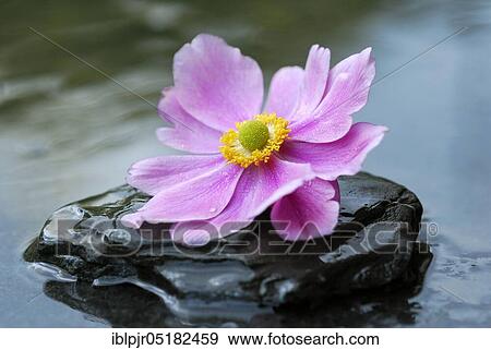 Autumn anemone on stone, Japanese anemone (Anemone japonica) View Large Photo Image Stock Photo - Autumn anemone on stone, Japanese anemone (Anemone japonica). Fotosearch
