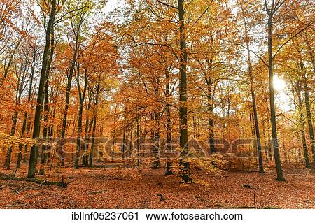 Autumn beech forest, Grunewald, Berlin, Germany, Europe View Large Photo Image Stock Image - Autumn beech forest, Grunewald, Berlin, Germany, Europe. Fotosearch