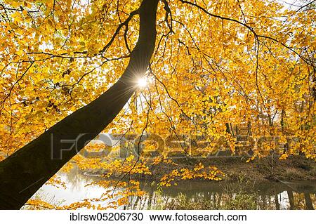 Autumn foliage, Hunte, Dötlingen, Lower Saxony, Germany, Europe View Large Photo Image Stock Image - Autumn foliage, Hunte, Dötlingen, Lower Saxony, Germany, Europe. Fotosearch