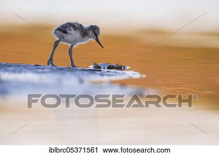 Avocet (Recurvirostra avosetta), Wadden Sea, Chick, Netherlands View Large Photo Image Stock Image - Avocet (Recurvirostra avosetta), Wadden Sea, Chick, Netherlands. Fotosearch