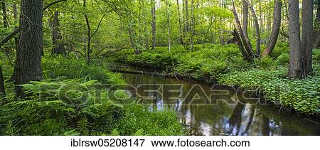 Stock Photo - Bach, course of the Endeler, Erlenbruch, Visbek, Lower Saxony, Germany, Europe. Fotosearch