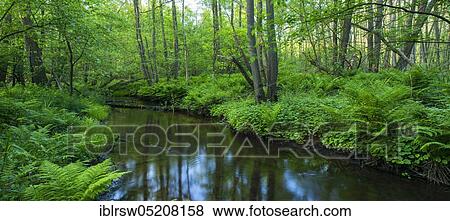 Stock Photo - Bach, course of the Endeler, Erlenbruch, Visbek, Lower Saxony, Germany, Europe. Fotosearch