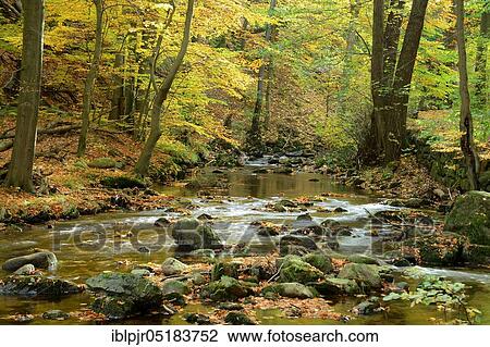 Stock Image - Bach with autumn leaves, Ilse, in the Ilse valley, Harz, Germany, Europe. Fotosearch