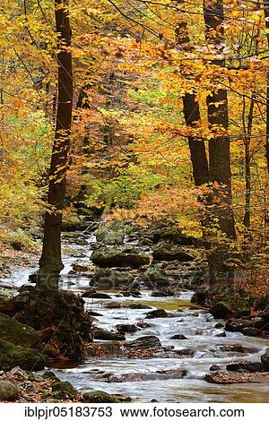 Bach with autumn leaves, Ilse, in the Ilse valley, Harz, Germany, Europe View Large Photo Image Stock Image - Bach with autumn leaves, Ilse, in the Ilse valley, Harz, Germany, Europe. Fotosearch