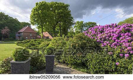 Baeken of Endeler and Holzhauser Heath, Neumühle, Rhododendrons, Visbek, Lower Saxony, Germany, Europe View Large Photo Image Stock Photograph - Baeken of Endeler and Holzhauser Heath, Neumühle, Rhododendrons, Visbek, Lower Saxony, Germany, Europe. Fotosearch