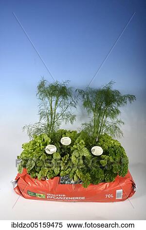 Bag of garden soil with herbs and salad View Large Photo Image Stock Photography - Bag of garden soil with herbs and salad. Fotosearch