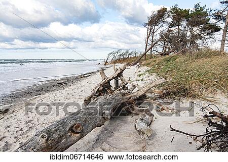 Stock Photograph - Baltic Sea on the west beach on the Darß, Mecklenburg-Western Pomerania, Germany, Europe. Fotosearch