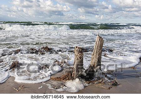 Baltic Sea on the west beach on the Darß, Mecklenburg-Western Pomerania, Germany, Europe View Large Photo Image Stock Photography - Baltic Sea on the west beach on the Darß, Mecklenburg-Western Pomerania, Germany, Europe. Fotosearch