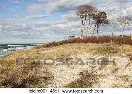 Baltic Sea with dune area at the west beach Darßer Ort, Mecklenburg-Western Pomerania, Germany, Europe View Large Photo Image Stock Image - Baltic Sea with dune area at the west beach Darßer Ort, Mecklenburg-Western Pomerania, Germany, Europe. Fotosearch