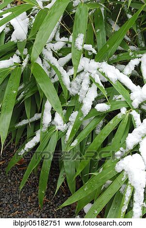 Bamboo bush with snow View Large Photo Image Stock Image - Bamboo bush with snow. Fotosearch