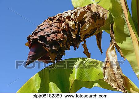 Stock Photo - Banana (Ensete ventricosum (Musa) ventricosum, Ensete ventricosa). Fotosearch