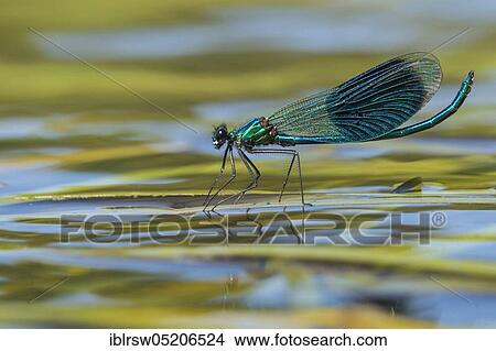 Picture - Banded demoiselle (Calopteryx splendens) Lower Saxony, Germany, Europe. Fotosearch
