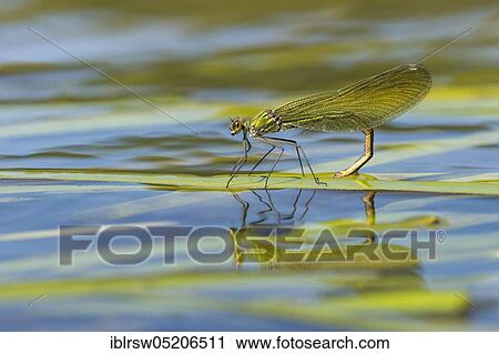 Stock Image - Banded demoiselle (Calopteryx splendens), Eiablage, Lower Saxony, Germany, Europe. Fotosearch
