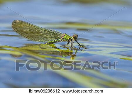 Banded demoiselle (Calopteryx splendens), Eiablage, Lower Saxony, Germany, Europe View Large Photo Image Stock Image - Banded demoiselle (Calopteryx splendens), Eiablage, Lower Saxony, Germany, Europe. Fotosearch