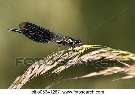 Banded demoiselle (Calopteryx splendens) Rhineland-Palatinate, Germany, Europe View Large Photo Image Stock Photo - Banded demoiselle (Calopteryx splendens) Rhineland-Palatinate, Germany, Europe. Fotosearch