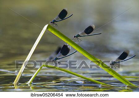 Picture - Banded demoiselles (Calopteryx splendens) Lower Saxony, Germany, Europe. Fotosearch