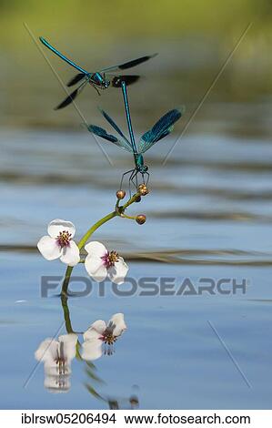 Banded demoiselles (Calopteryx splendens) Lower Saxony, Germany, Europe View Large Photo Image Picture - Banded demoiselles (Calopteryx splendens) Lower Saxony, Germany, Europe. Fotosearch