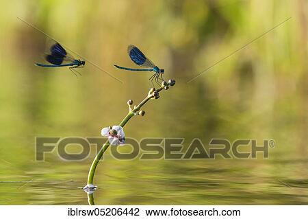 Stock Image - Banded demoiselles (Calopteryx splendens) Lower Saxony, Germany, Europe. Fotosearch