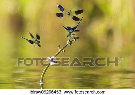 Stock Image - Banded demoiselles (Calopteryx splendens) Lower Saxony, Germany, Europe. Fotosearch