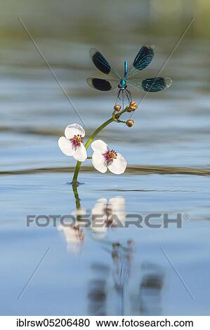 Stock Image - Banded demoiselles (Calopteryx splendens) Lower Saxony, Germany, Europe. Fotosearch