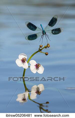 Banded demoiselles (Calopteryx splendens) Lower Saxony, Germany, Europe View Large Photo Image Stock Image - Banded demoiselles (Calopteryx splendens) Lower Saxony, Germany, Europe. Fotosearch