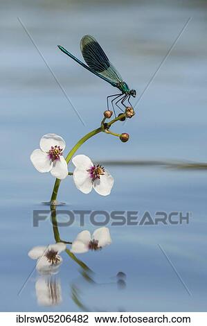 Stock Image - Banded demoiselles (Calopteryx splendens) Lower Saxony, Germany, Europe. Fotosearch