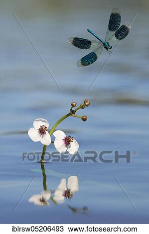 Stock Image - Banded demoiselles (Calopteryx splendens) Lower Saxony, Germany, Europe. Fotosearch