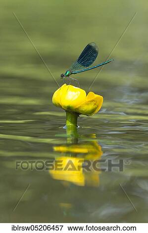 Stock Photo - Banded demoiselles (Calopteryx splendens) Lower Saxony, Germany, Europe. Fotosearch