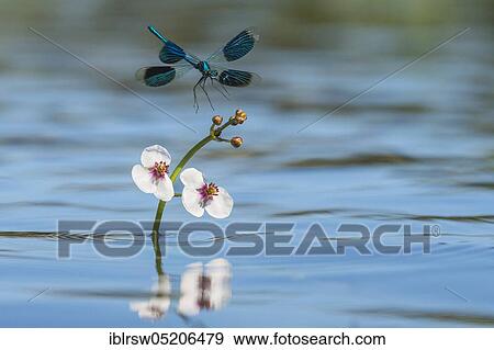 Stock Photo - Banded demoiselles (Calopteryx splendens) Lower Saxony, Germany, Europe. Fotosearch