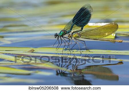Banded demoiselles (Calopteryx splendens) Lower Saxony, Germany, Europe View Large Photo Image Stock Photo - Banded demoiselles (Calopteryx splendens) Lower Saxony, Germany, Europe. Fotosearch