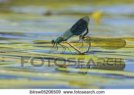 Banded demoiselles (Calopteryx splendens) Mating Wheel, Lower Saxony, Germany, Europe View Large Photo Image Stock Photo - Banded demoiselles (Calopteryx splendens) Mating Wheel, Lower Saxony, Germany, Europe. Fotosearch
