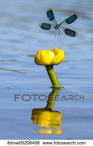 Stock Photograph - Banded demoiselles (Calopteryx splendens) Lower Saxony, Germany, Europe. Fotosearch