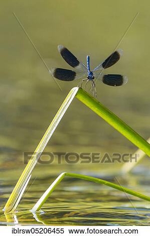 Stock Photography - Banded demoiselles (Calopteryx splendens) Lower Saxony, Germany, Europe. Fotosearch