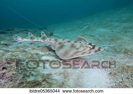 Picture - Banded guitarfish, Zapteryx exasperata, Cabo Pulmo Marine National Park, Baja California Sur, Mexico, Central America. Fotosearch
