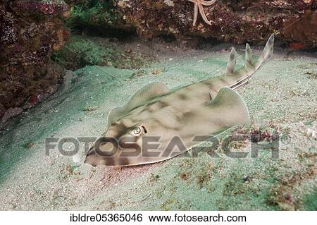 Stock Photograph - Banded guitarfish, Zapteryx exasperata, Cabo Pulmo Marine National Park, Baja California Sur, Mexico, Central America. Fotosearch