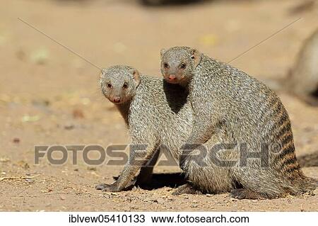 Stock Image - Banded mongoose (Mungos mungo) Kasane, Chobe River, Chobe River National Park, Botswana, Africa. Fotosearch