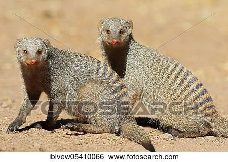 Stock Photograph - Banded mongoose (Mungos mungo) Kasane, Chobe River, Chobe River National Park, Botswana, Africa. Fotosearch