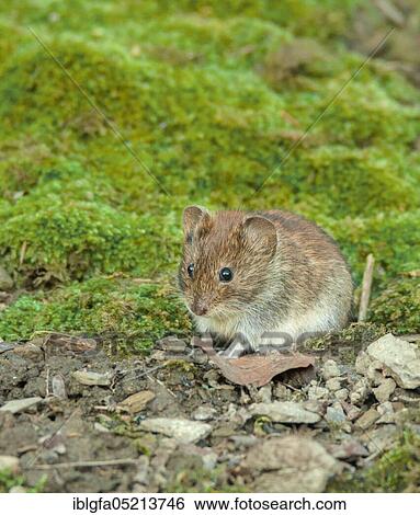 Bank vole (Clethrionomys glareolus) Velbert, North Rhine-Westphalia, Germany, Europe View Large Photo Image Stock Photograph - Bank vole (Clethrionomys glareolus) Velbert, North Rhine-Westphalia, Germany, Europe. Fotosearch