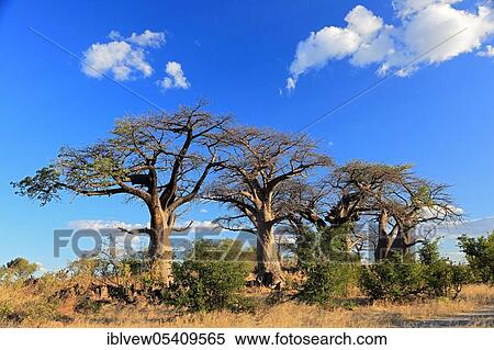 Baobab (Adansonia digitata) Savuti, Chobe National Park, Botswana, Africa View Large Photo Image Stock Photography - Baobab (Adansonia digitata) Savuti, Chobe National Park, Botswana, Africa. Fotosearch