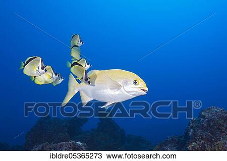 Barberfish (Johnrandallia nigrirostris) cleaning Yellow Sea Chub, Kyphosus lutescens, San Benedicto, Revillagigedo Islands, Mexico, Central America View Large Photo Image Stock Image - Barberfish (Johnrandallia nigrirostris) cleaning Yellow Sea Chub, Kyphosus lutescens, San Benedicto, Revillagigedo Islands, Mexico, Central America. Fotosearch