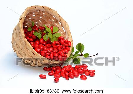 Barberry berries (Berberis vulgaris) in baskets View Large Photo Image Stock Image - Barberry berries (Berberis vulgaris) in baskets. Fotosearch