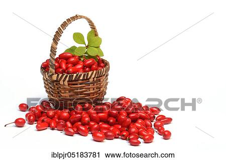 Stock Image - Barberry berries (Berberis vulgaris) in baskets. Fotosearch