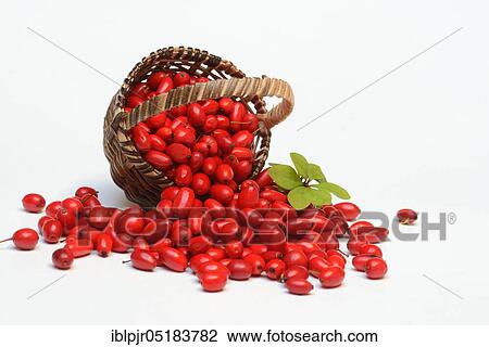 Stock Image - Barberry berries (Berberis vulgaris) in baskets. Fotosearch