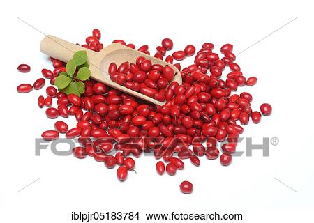 Barberry berries (Berberis vulgaris) on wooden shovel View Large Photo Image Picture - Barberry berries (Berberis vulgaris) on wooden shovel. Fotosearch