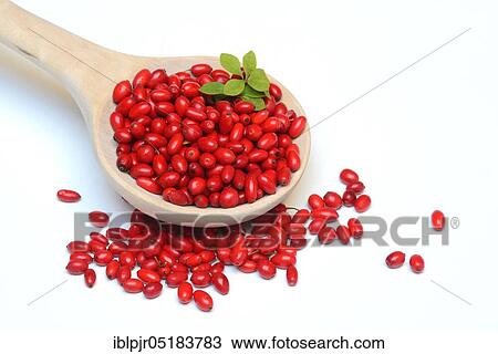 Barberry berries (Berberis vulgaris) on wooden spoon View Large Photo Image Stock Image - Barberry berries (Berberis vulgaris) on wooden spoon. Fotosearch