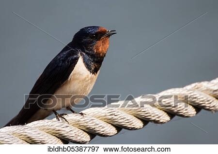 Barn swallow (Hirundo rustica), Zingst, Mecklenburg-Western Pomerania, Germany, Europe View Large Photo Image Stock Photo - Barn swallow (Hirundo rustica), Zingst, Mecklenburg-Western Pomerania, Germany, Europe. Fotosearch