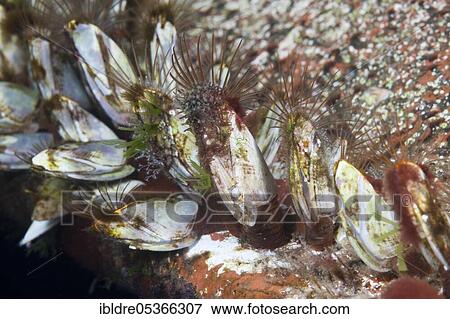 Stock Photo - Barnacles (Lepas anatifera) on hull, Florida Islands, Solomon Islands, Oceania. Fotosearch